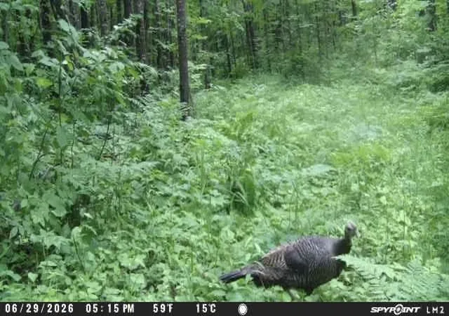 15th image of Tbd Tbd, Pine River, MN 56474 | MLS# 7107944