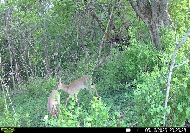 Photo 4 of Land for sale at 28242 225th Avenue, Sleepy Eye, MN 56085 | MLS# 7109258 | Listing updated on 2026-09-21