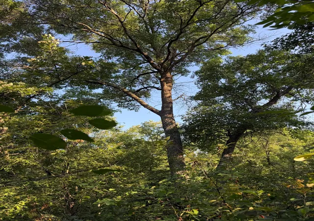 Photo 3 of Land for sale at Xxxxx Volkmann Ln, Grantsburg, WI 54840 | MLS# 7111720 | Listing updated on 2026-07-21