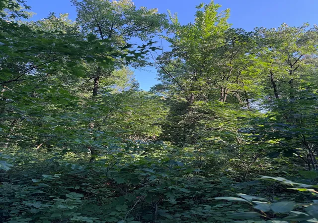 Photo 4 of Land for sale at Xxxxx Volkmann Ln, Grantsburg, WI 54840 | MLS# 7111720 | Listing updated on 2026-07-21