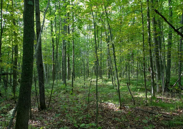 Photo 2 of Land for sale at 48329 Olson Rd, Hinckley, MN 55037 | MLS# 7116861 | Listing updated on 2026-09-22