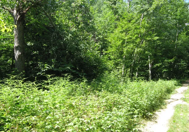 12th image of Tbd Alpine Cir, Pequot Lakes, MN 56472 | MLS# 7117930