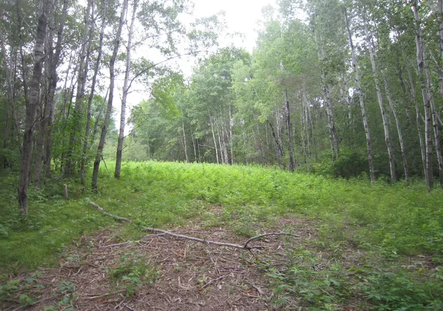 5th image of Tbd State Hwy 371, Laporte, MN 56461 | MLS# 7118306