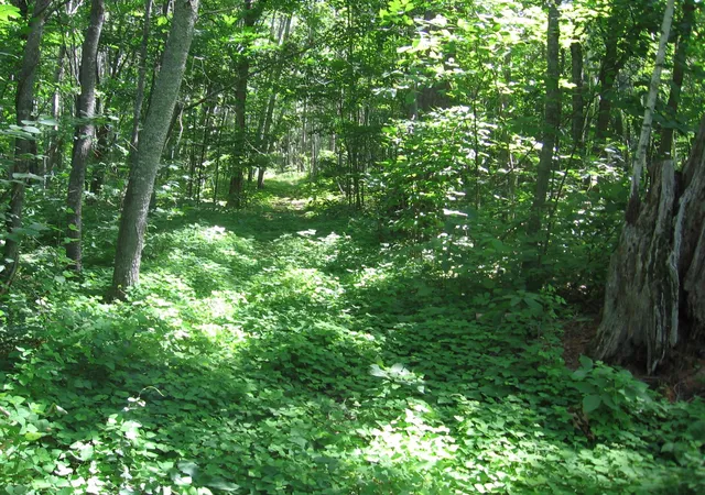 Photo 3 of Sale Pending at Tbd County 5 NW, Hackensack, MN 56452 | MLS# 7118800 | Listing updated on 2026-08-10