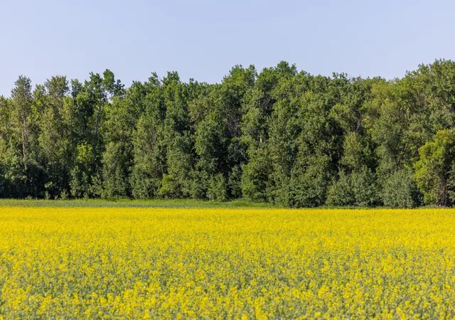 Photo 3 of Land for sale at Tbd Lake Rd, Bottineau, ND 58318 | MLS# 7119812 | Listing updated on 2026-08-03