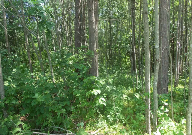 3rd image of Lot 6 Birch Tree Trl, Spooner, WI 54801 | MLS# 7120162