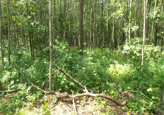 2nd image of Lot 7 Birch Tree Trl, Spooner, WI 54801 | MLS# 7120163
