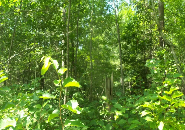 5th image of Lot 7 Birch Tree Trl, Spooner, WI 54801 | MLS# 7120163