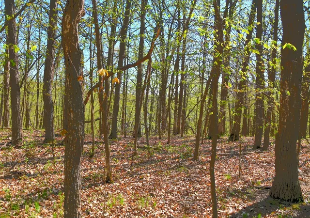 5th image of Tbd 392 St, Browerville, MN 56438 | MLS# 7120289