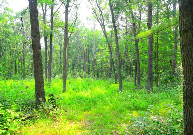 3rd image of 38970 Odin Ct, Browerville, MN 56438 | MLS# 7120599