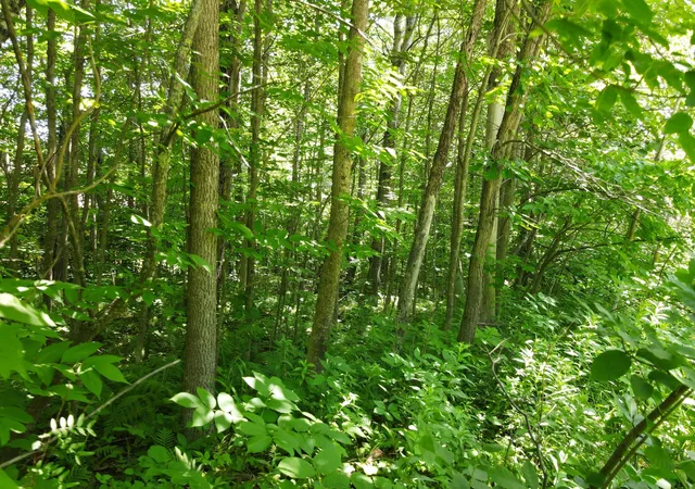 13th image of Tbd Knollwood Dr, Grand Rapids, MN 55744 | MLS# 7120715
