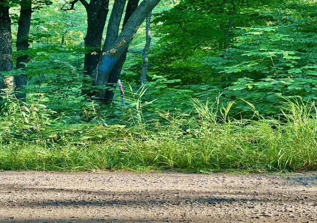 Photo 3 of Land for sale at Tbd Chippewa Trl, Luck, WI 54853 | MLS# 7121912 | Listing updated on 2026-08-06
