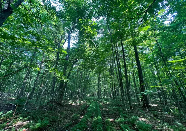28th image of Lot 4 Smith Rd, Couderay, WI 54828 | MLS# 7122565