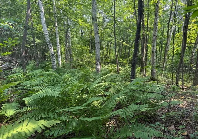 5th image of Tbd Woodstock, Sturgeon Lake, MN 55783 | MLS# 7122792