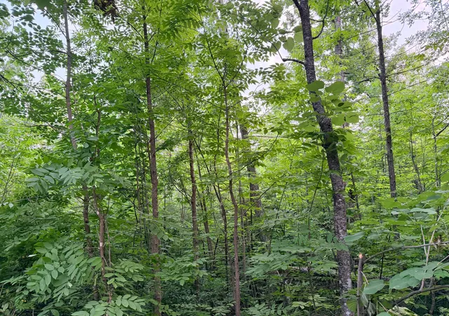 Photo 3 of Sale Pending at Tbd Old Fry Rd, Hinckley, MN 55037 | MLS# 7123509 | Listing updated on 2026-10-08