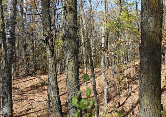 1st image of Tbd Woods Rd, Isle, MN 56342 | MLS# 7123554