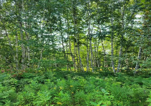 Photo 4 of Land for sale at Xxx Brandon Rd, Brookston, MN 55711 | MLS# 7123662 | Listing updated on 2026-08-24