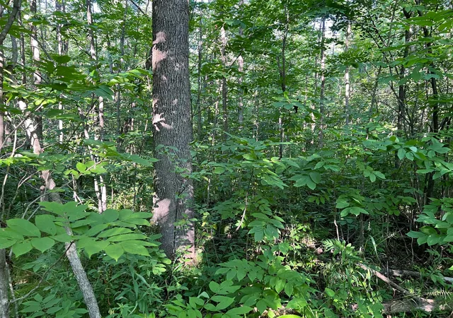 4th image of 000 Beroun Crossing Rd, Brook Park, MN 55007 | MLS# 7123967