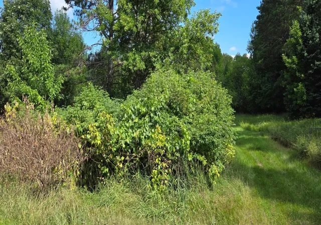 Photo 1 of Land for sale at Tbd Lot #3 Town Rd 207, International Falls, MN 56649 | MLS# 7124642 | Listing updated on 2026-09-03