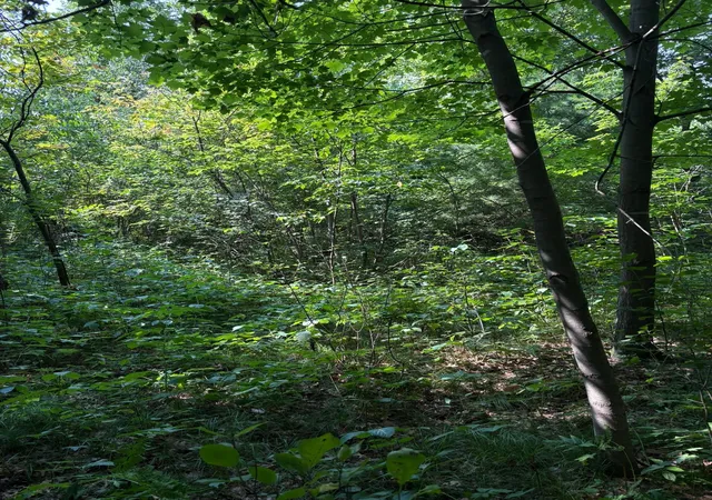 Photo 4 of Land for sale at Tbd 366Th St, North Branch, MN 55056 | MLS# 7124753 | Listing updated on 2026-08-24