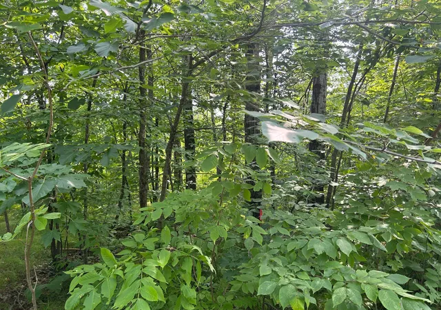 Photo 3 of Land for sale at Tbd Central St, Garrison, MN 56450 | MLS# 7124883 | Listing updated on 2026-08-28