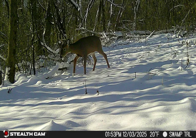 20th image of Tbd Hidden Lane, Greenfield, MN 55357 | MLS# 7125304