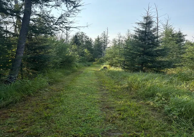 Photo 3 of Land for sale at 40243 650th Street, Swatara, MN 55785 | MLS# 7126133 | Listing updated on 2026-08-12