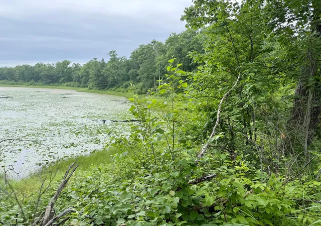 1st image of Xxxx State Hwy 84, Longville, MN 56655 | MLS# 7126414
