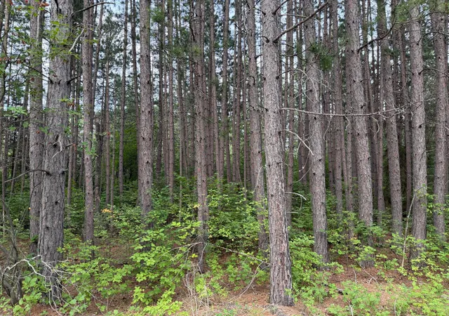 Photo 4 of Land for sale at 4788 Town Rd, Ray, MN 56669 | MLS# 7126471 | Listing updated on 2026-08-13