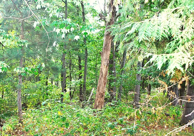 4th image of Tbd Marohn Rd, Baxter, MN 56425 | MLS# 7127339