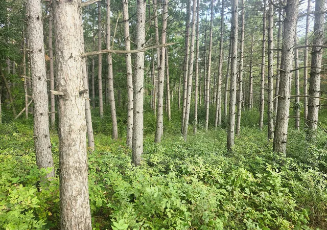 4th image of Tbd 400Th St, Browerville, MN 56438 | MLS# 7127638