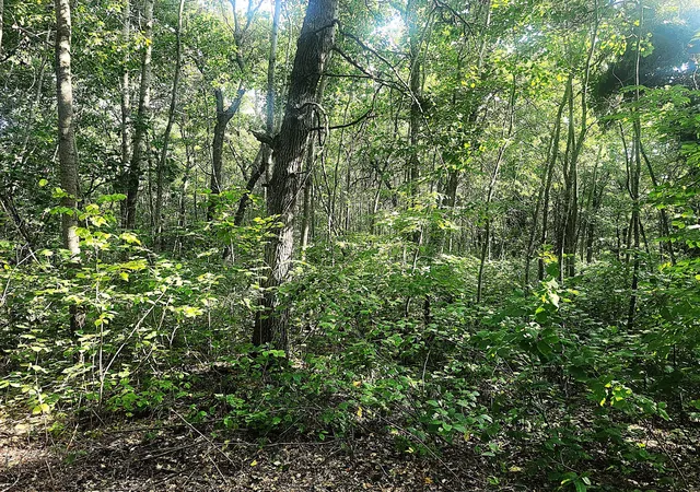 Photo 3 of Land for sale at Tbd 400th Street, Browerville, MN 56438 | MLS# 7127638 | Listing updated on 2026-09-28