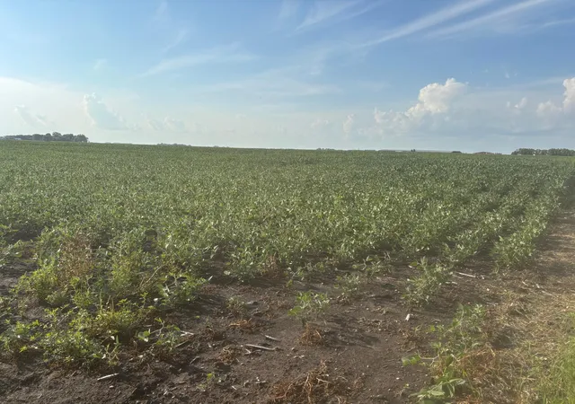 Photo 4 of Land for sale at 62495 310th St And 620th, Chokio, MN 56221 | MLS# 7129266 | Listing updated on 2026-08-31