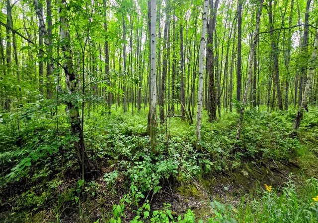 Photo 3 of Sale Pending at Tbd Dawson Rd NW, Angle Inlet, MN 56711 | MLS# 7130508 | Listing updated on 2026-09-03