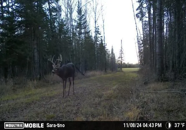 Photo 2 of Land for sale at Tbd Arkola Rd, Toivola, MN 55765 | MLS# 7130756 | Listing updated on 2026-09-01