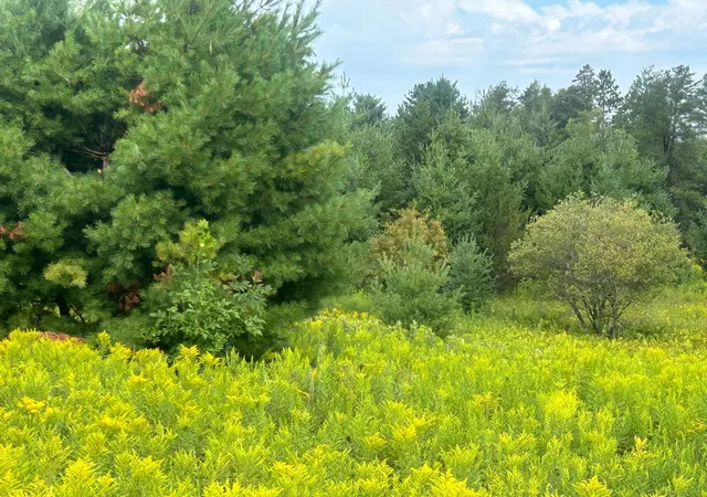 3rd image of Tbd Steinhart Circle, Grand Rapids, MN 55744 | MLS# 7130859