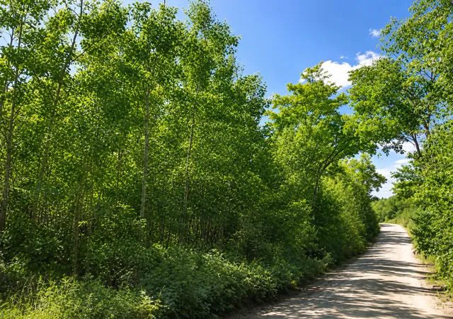 1st image of Tbd S Boy Lake Dr Ne, Remer, MN 56672 | MLS# 7131666