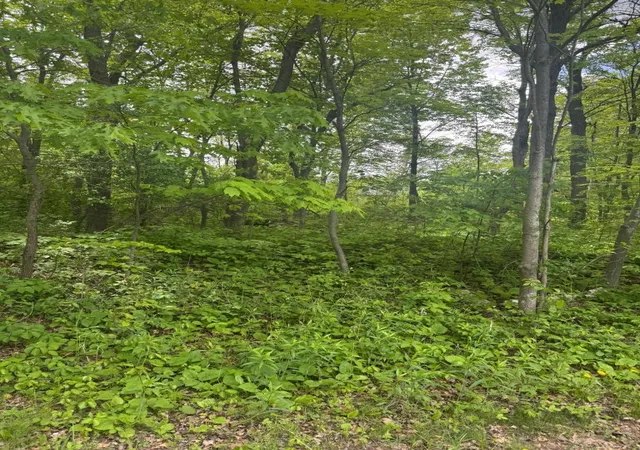 Photo 3 of Land for sale at Xxxx 241St Ave Ne, Stacy, MN 55079 | MLS# 7132520 | Listing updated on 2026-08-28