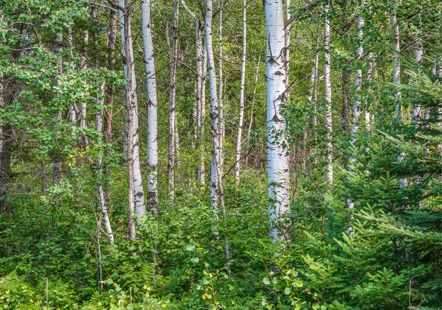 6th image of Tract C Hwy 21, Babbitt, MN 55706 | MLS# 7132578