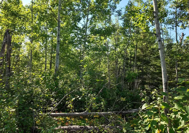 Photo 4 of Land for sale at Xxx Casper'S Hill Rd, Grand Marais, MN 55604 | MLS# 7134333 | Listing updated on 2026-08-27