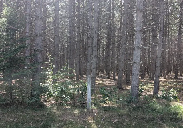 Photo 3 of Land for sale at Lot 9 Block 1 Fawn Lake Road, Cross Lake, MN 56442 | MLS# 7134748 | Listing updated on 2026-08-31