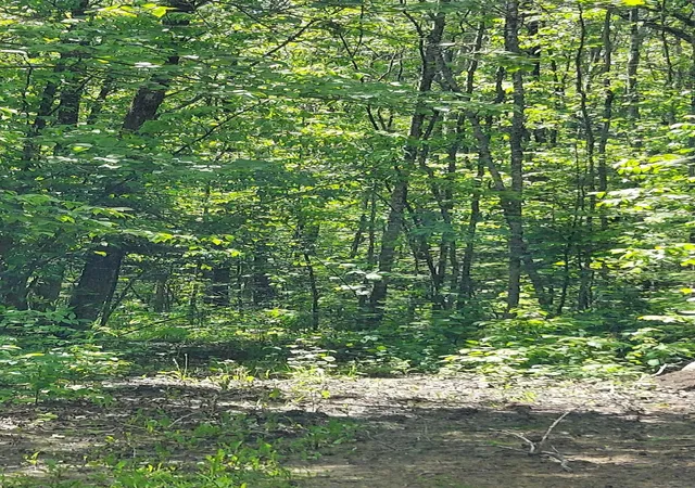 Photo 1 of Land for sale at 17 County Rd, Mizpah, MN 56660 | MLS# 7136774 | Listing updated on 2026-09-01