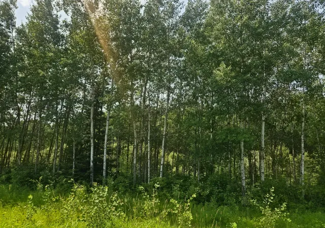 Photo 2 of Land for sale at 17 County Rd, Mizpah, MN 56660 | MLS# 7136774 | Listing updated on 2026-09-01