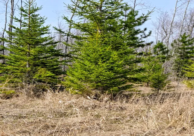 Photo 3 of Land for sale at 17 County Rd, Mizpah, MN 56660 | MLS# 7136774 | Listing updated on 2026-09-01