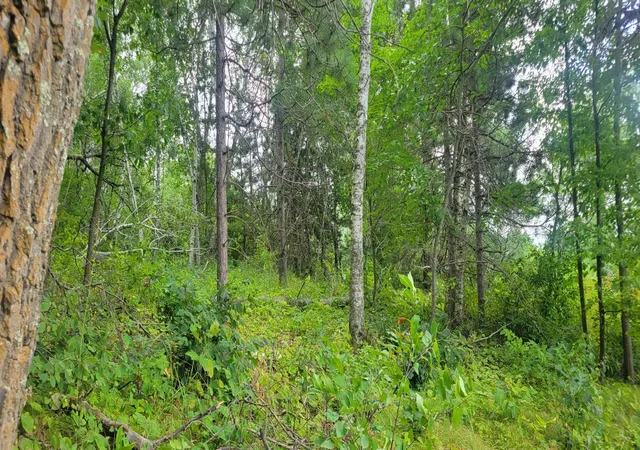 Photo 4 of Land for sale at Tbd Cedar Rd, Cushing, MN 56443 | MLS# 7138366 | Listing updated on 2026-09-03