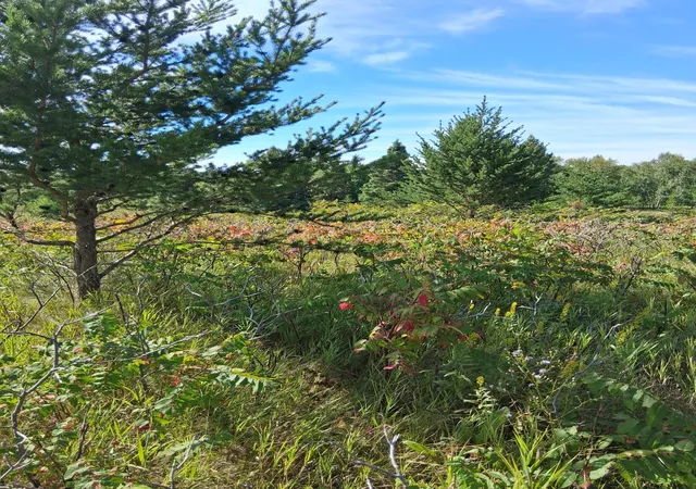 Photo 1 of Land for sale at Tbd Overland Dr, Browerville, MN 56438 | MLS# 7139363 | Listing updated on 2026-09-12