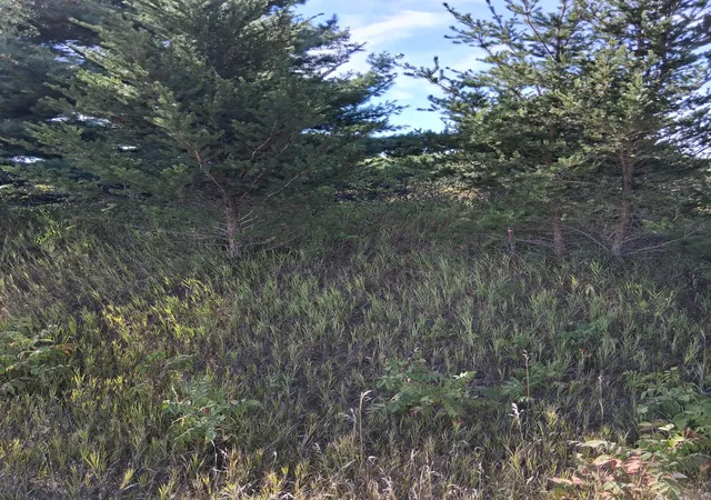 Photo 3 of Land for sale at Tbd Overland Dr, Browerville, MN 56438 | MLS# 7139363 | Listing updated on 2026-09-12