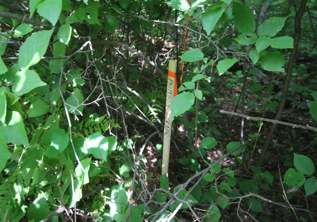 Photo 3 of Land for sale at Lots 60 61 62 Sun Valley Pass, Breezy Point, MN 56472 | MLS# 7139631 | Listing updated on 2026-09-05