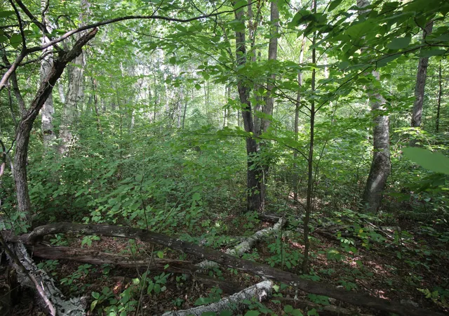 Photo 4 of Land for sale at Lots 60 61 62 Sun Valley Pass, Breezy Point, MN 56472 | MLS# 7139631 | Listing updated on 2026-09-05
