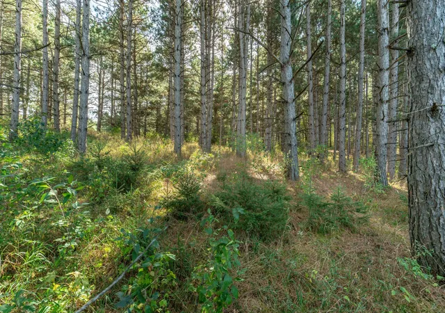 Photo 3 of Sale Pending at Tbd Rocky Ridge Rd, Henning, MN 56551 | MLS# 7140715 | Listing updated on 2026-09-13